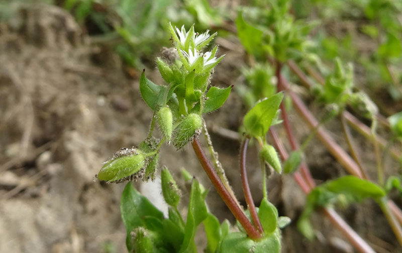 Stellaria media - Caryophyllaceae